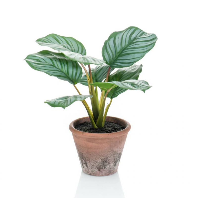 Emerald Künstliche Maranta Calathea Orbifolia Terra 32 cm Topf