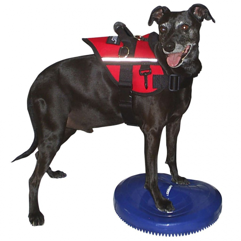 FitPAWS Balance-Scheibe für Haustiere 36 cm Blau