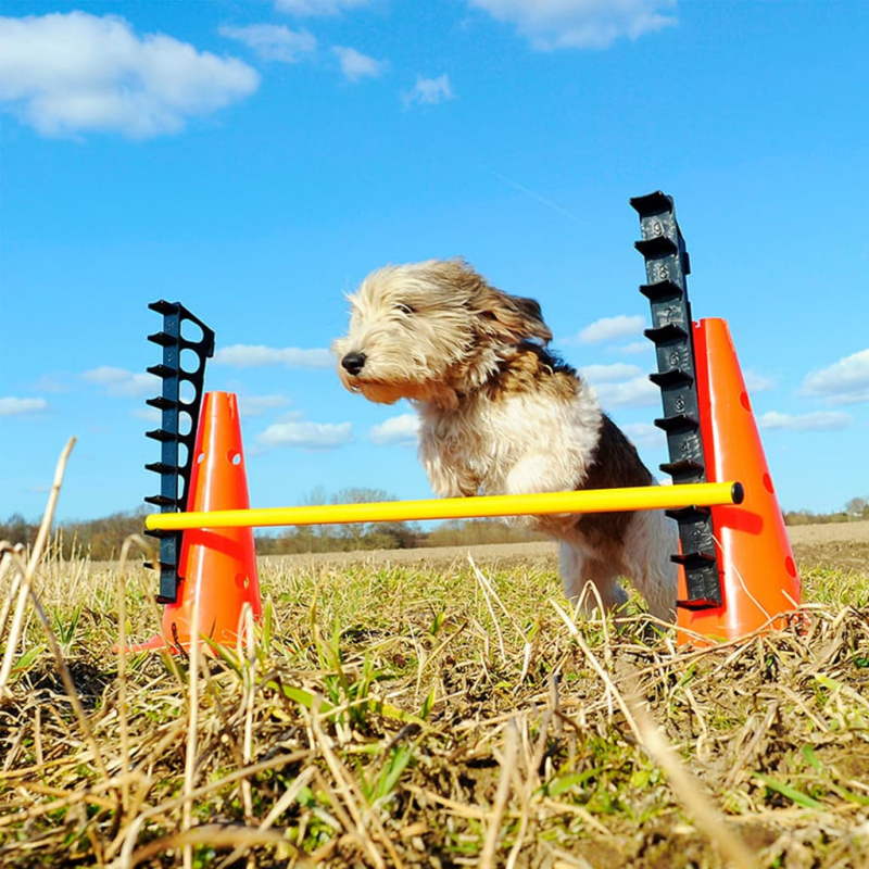 FitPAWS Hundesport-Set