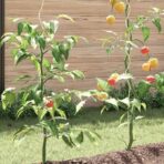 Tomaten-Spiralstäbe / Pflanzenstütze Stahl – Bild 4