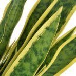 Künstliche Sansevieria Bogenhanf mit Topf 90 cm Grün – Bild 2