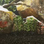 Aquariensand